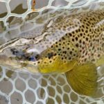 Belgrade MT 59714 - 11