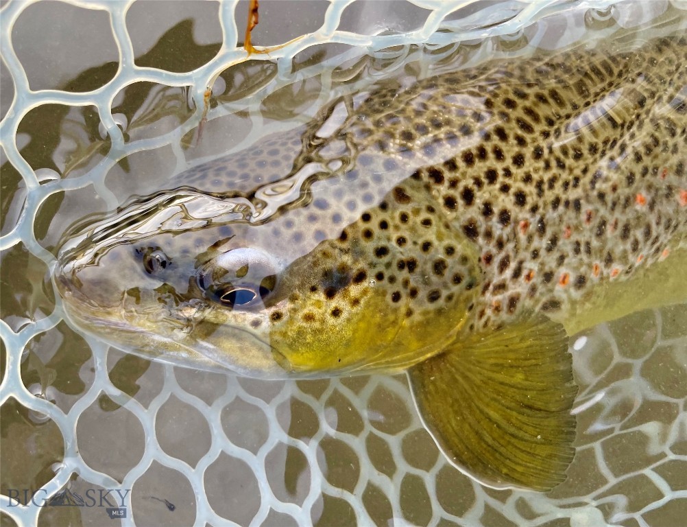 Belgrade MT 59714 - 11