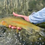 Belgrade MT 59714 - 3