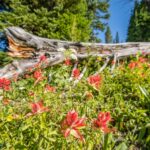 Big Sky MT 59716 - 1