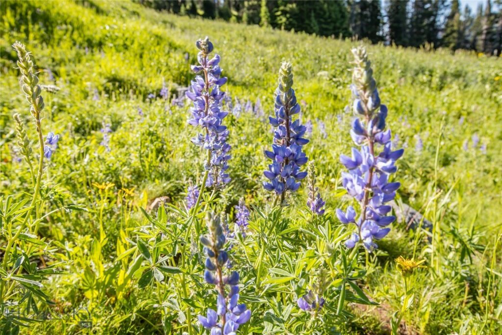 Big Sky MT 59716 - 8