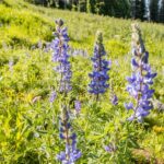 Big Sky MT 59716 - 8