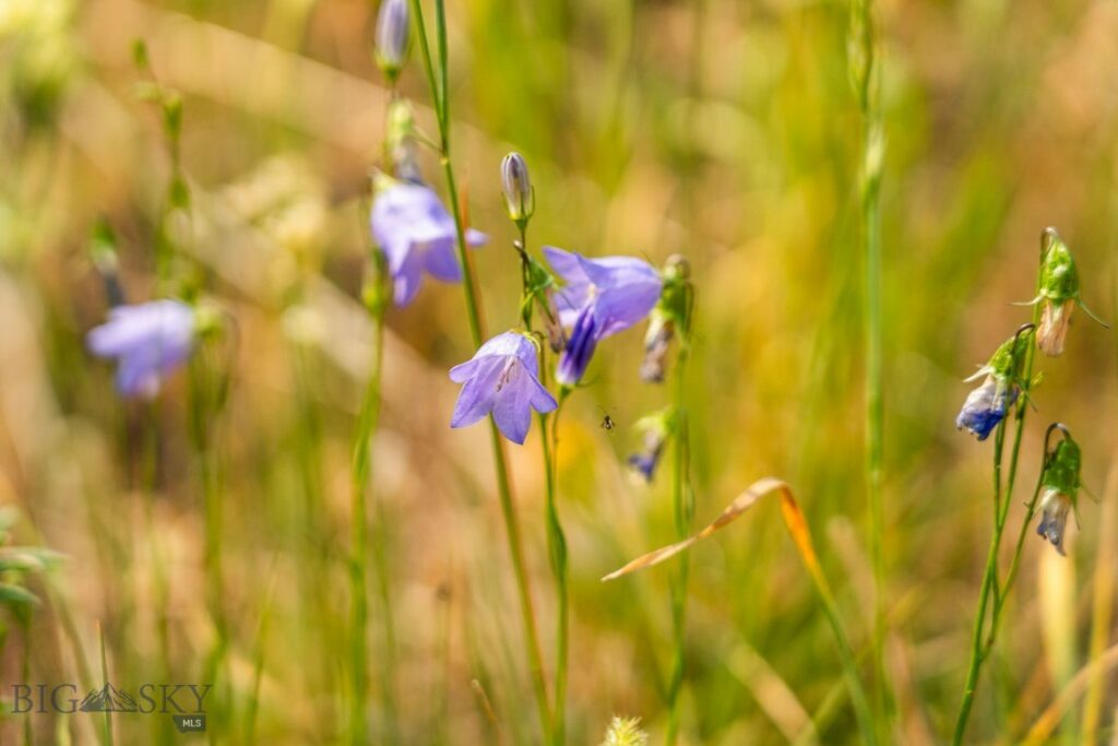 Bozeman MT 59715 - 5