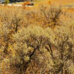 Big Sky MT 59716 - 6