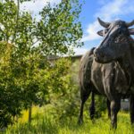 Bozeman MT 59718 - 10