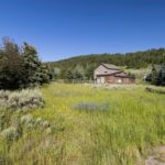 Lot 3 Cutthroat Trout