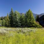 Lot 3 Cutthroat Trout