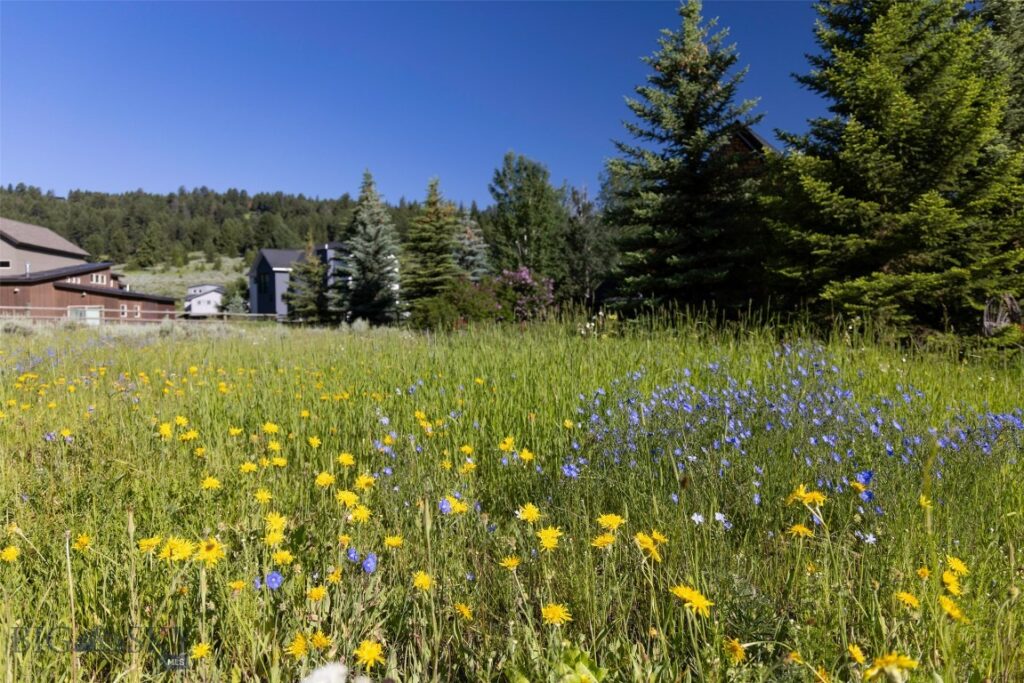 Lot 3 Cutthroat Trout