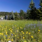 Lot 3 Cutthroat Trout