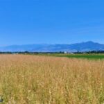 Bozeman MT 59718 - 6