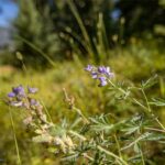 Big Sky MT 59716 - 10