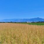 Bozeman MT 59718 - 6