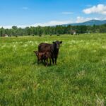 Bozeman MT 59718 - 10