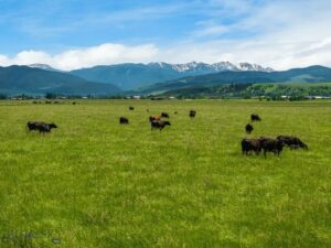 NHN Cottontail Road, Bozeman MT 59718