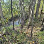 NHN Hyalite Canyon Road