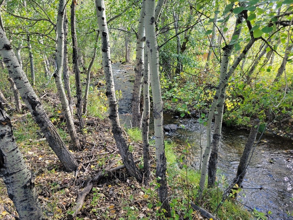 NHN Hyalite Canyon Road