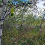 NHN Hyalite Canyon Road