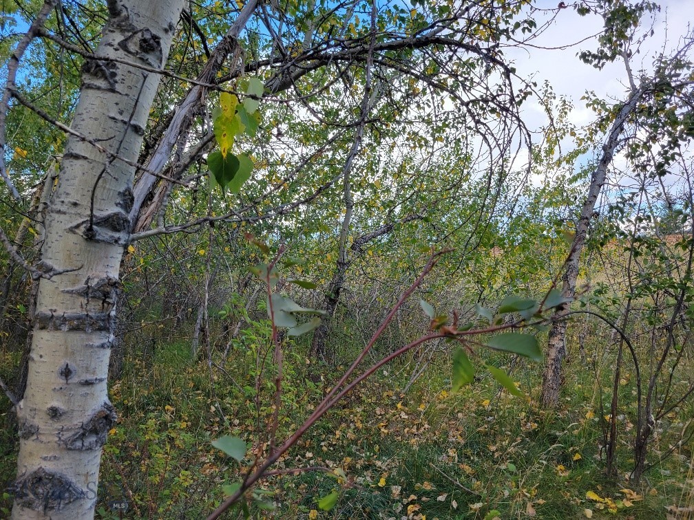 NHN Hyalite Canyon Road