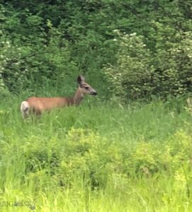 9775 Bridger Canyon Road, Bozeman MT 59715