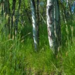 Unknown - 3