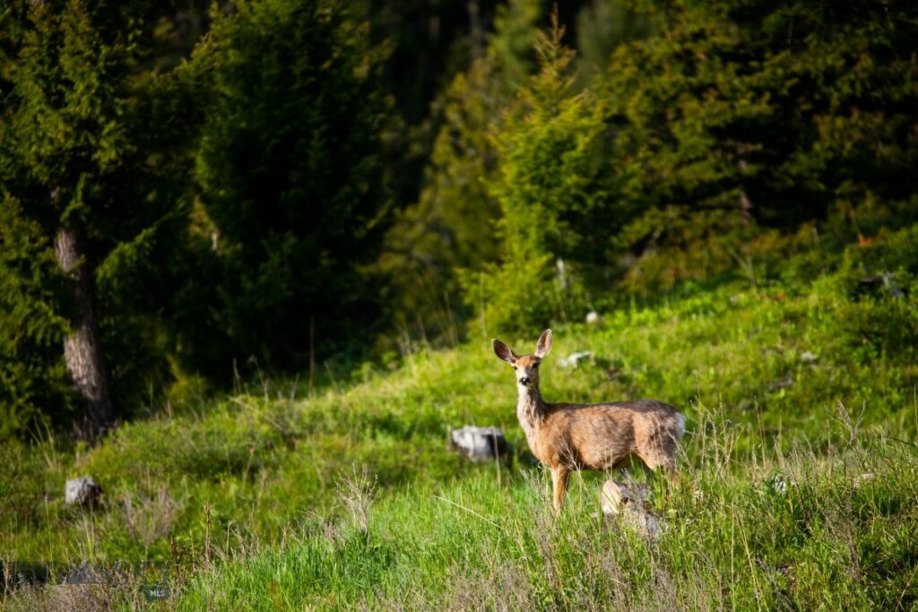 Big Sky MT 59716 - 11