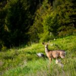 Big Sky MT 59716 - 11