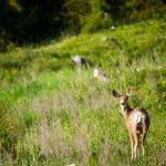 Lot 7 Trout Pond Lane