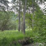 TBD Spring Creek Drive