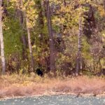 Bozeman MT 59715 - 9