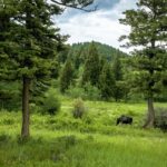 Ranch 11 North Pass Ranches