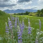 TBB Reynolds Creek Road