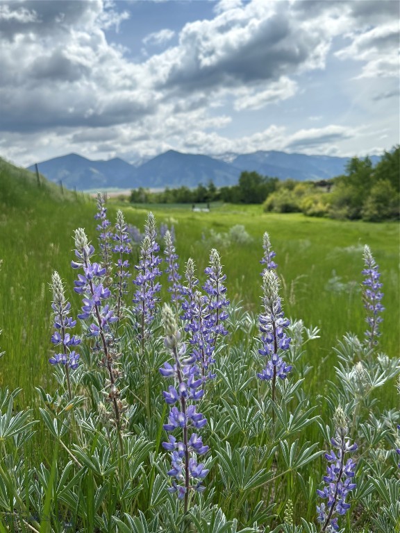 TBB Reynolds Creek Road