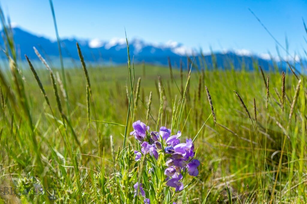 TBD Basin Trail