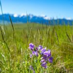 TBD Basin Trail