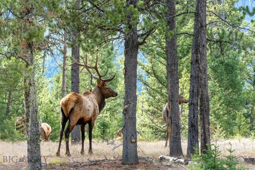 Big Sky MT 59716 - 3