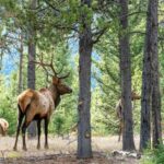 Big Sky MT 59716 - 3