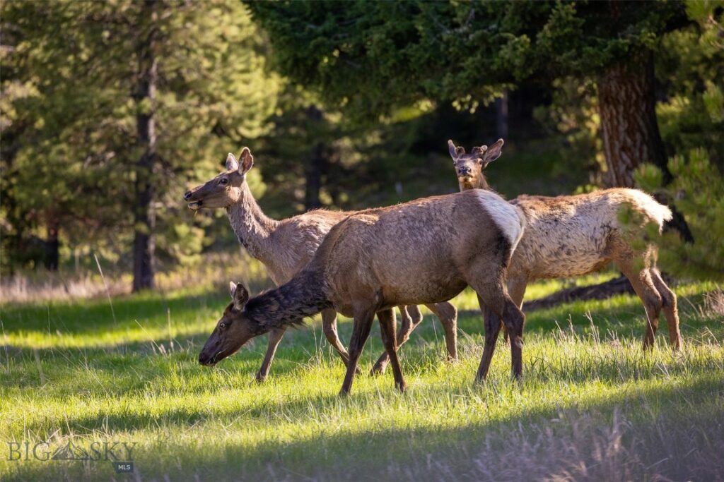 Big Sky MT 59716 - 4