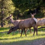 Big Sky MT 59716 - 4