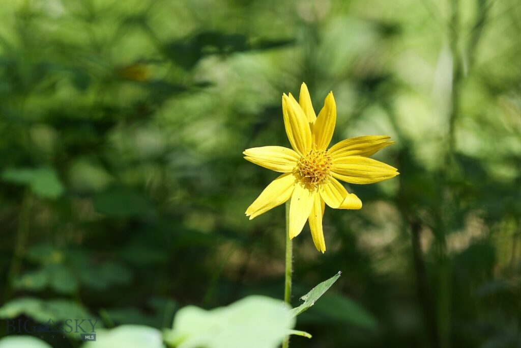 Big Sky MT 59716 - 8