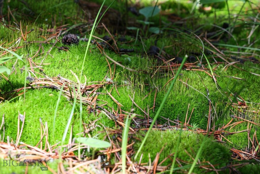 Big Sky MT 59716 - 9