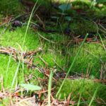 Big Sky MT 59716 - 9