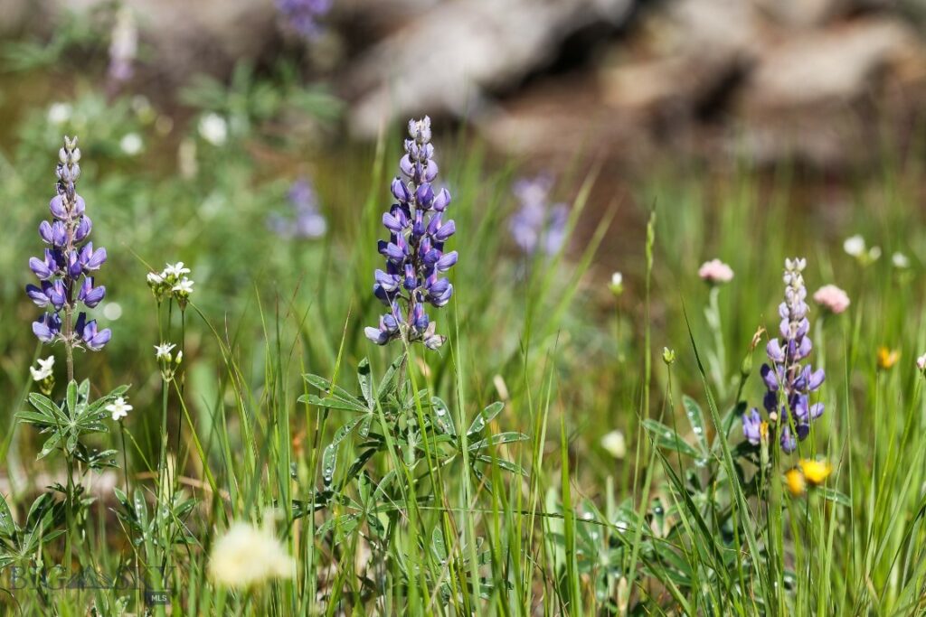 tbd Crown Butte - SPMC Ranch Lot 89