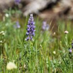 tbd Crown Butte - SPMC Ranch Lot 89