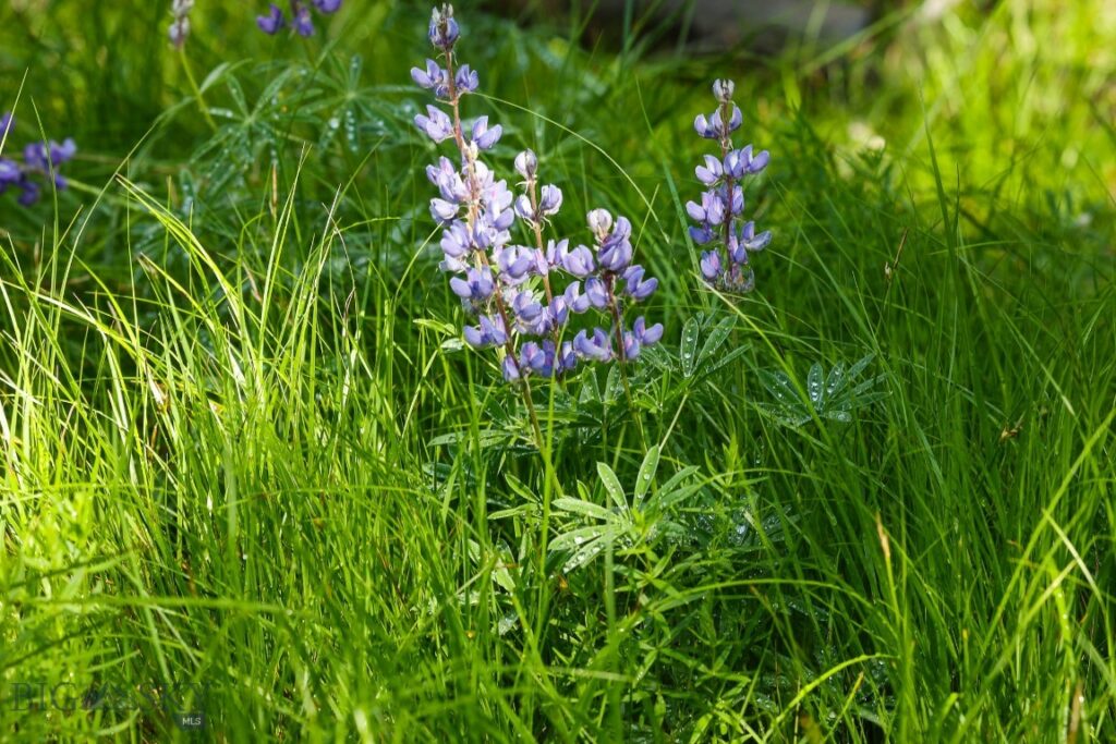 Big Sky MT 59716 - 7