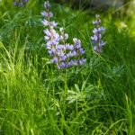 Big Sky MT 59716 - 7