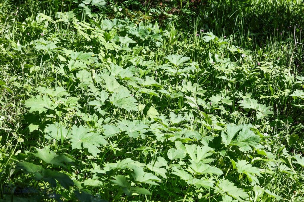 tbd Crown Butte - SPMC Ranch Lot 89