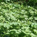 tbd Crown Butte - SPMC Ranch Lot 89