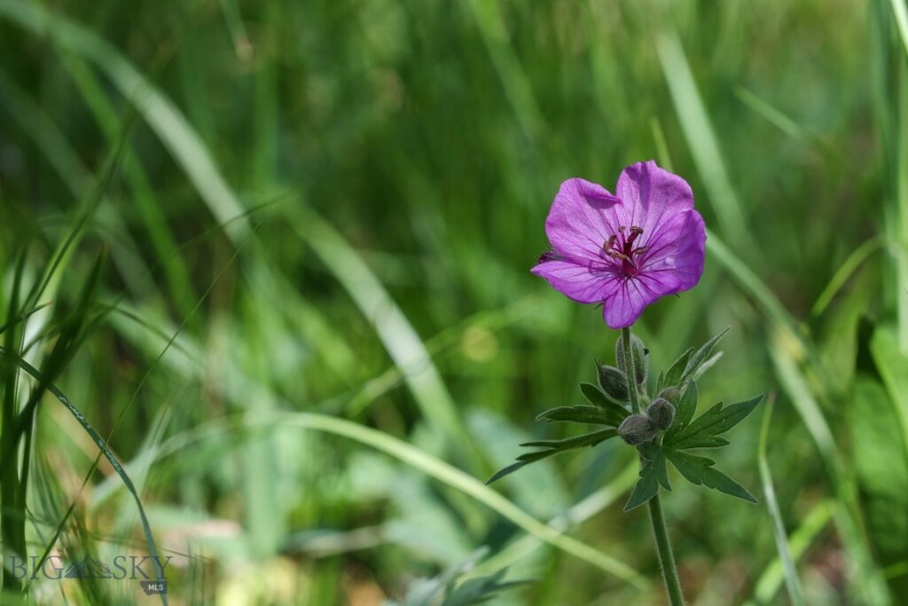 Big Sky MT 59716 - 10