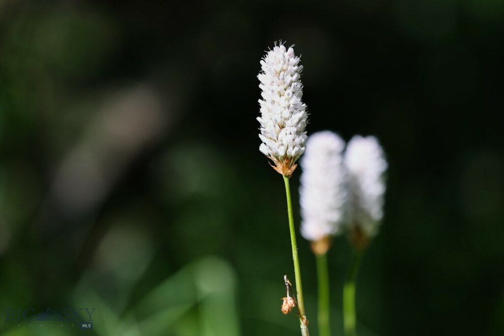 tbd Crown Butte - SPMC Ranch Lot 89