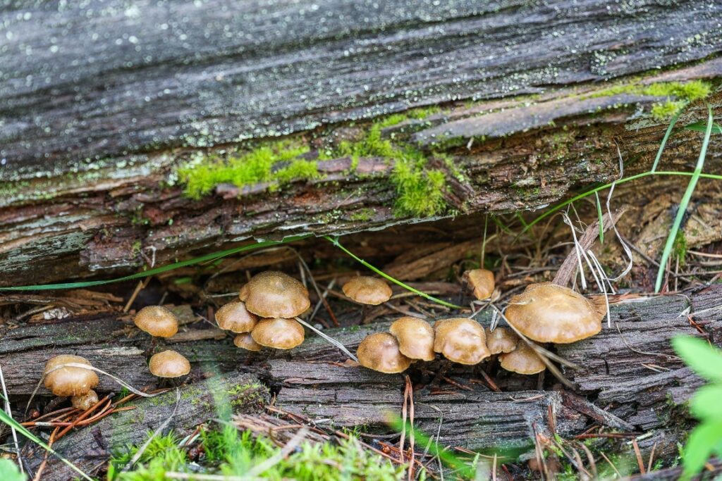 Big Sky MT 59716 - 11